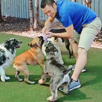 Puppy Palace - South Tampa image 3